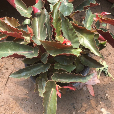 四季开花竹节海棠秋海棠盆栽花卉观花植物室内迷你盆栽