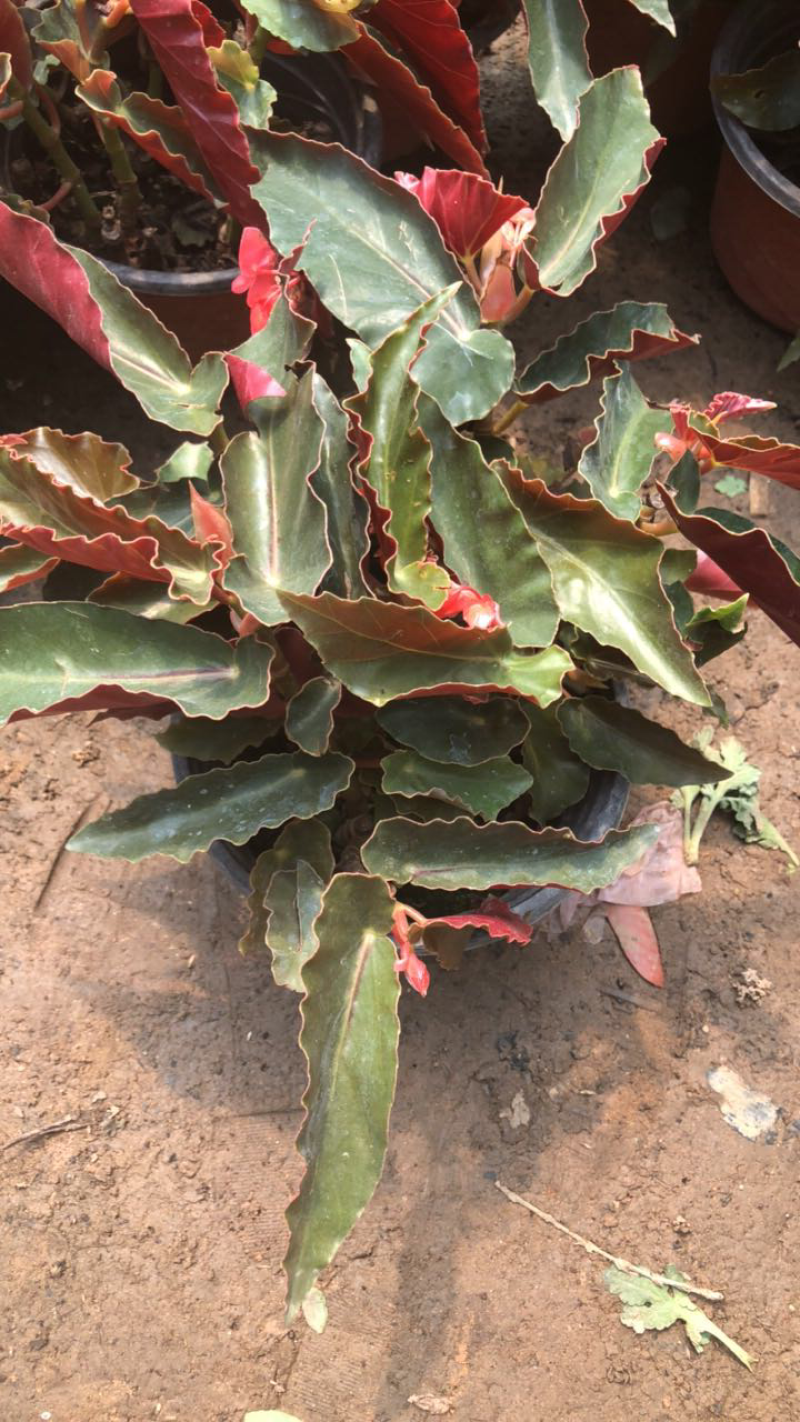 四季开花竹节海棠秋海棠盆栽花卉观花植物室内迷你盆栽