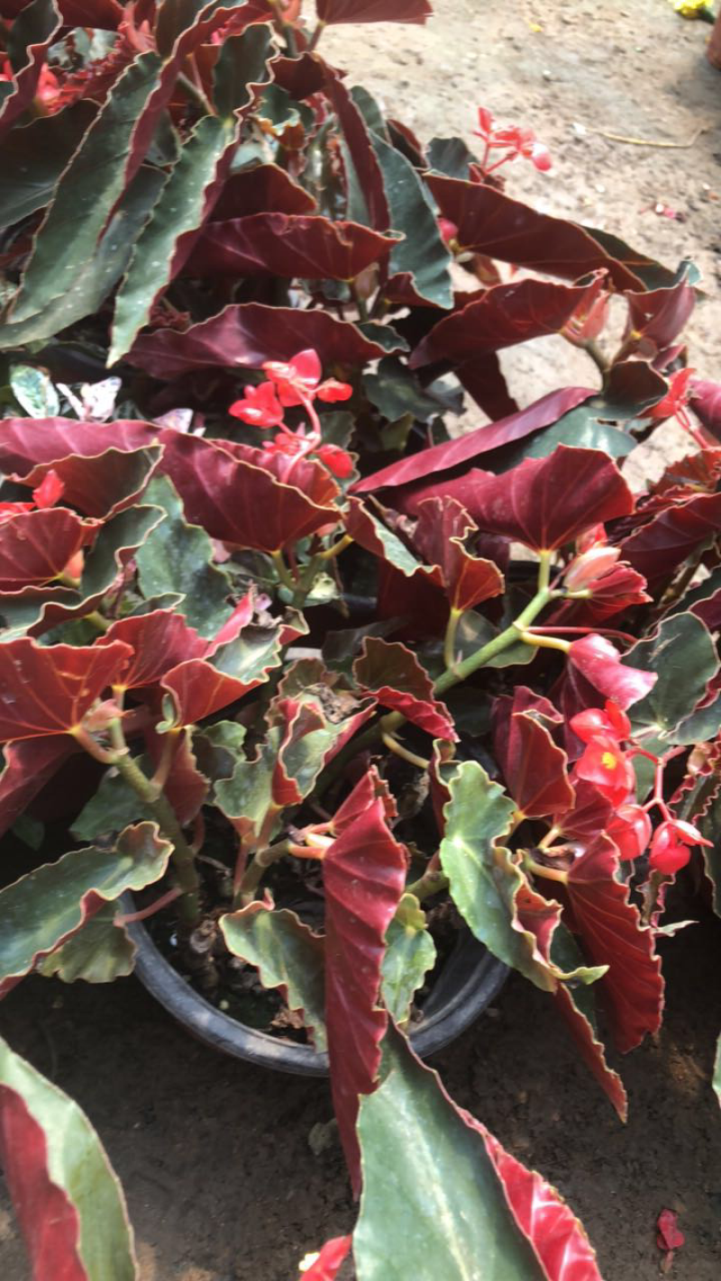 四季开花竹节海棠秋海棠盆栽花卉观花植物室内迷你盆栽