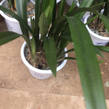 墨兰盆栽室内花卉绿植浓香型客厅办公室兰花植物盆景兰花类