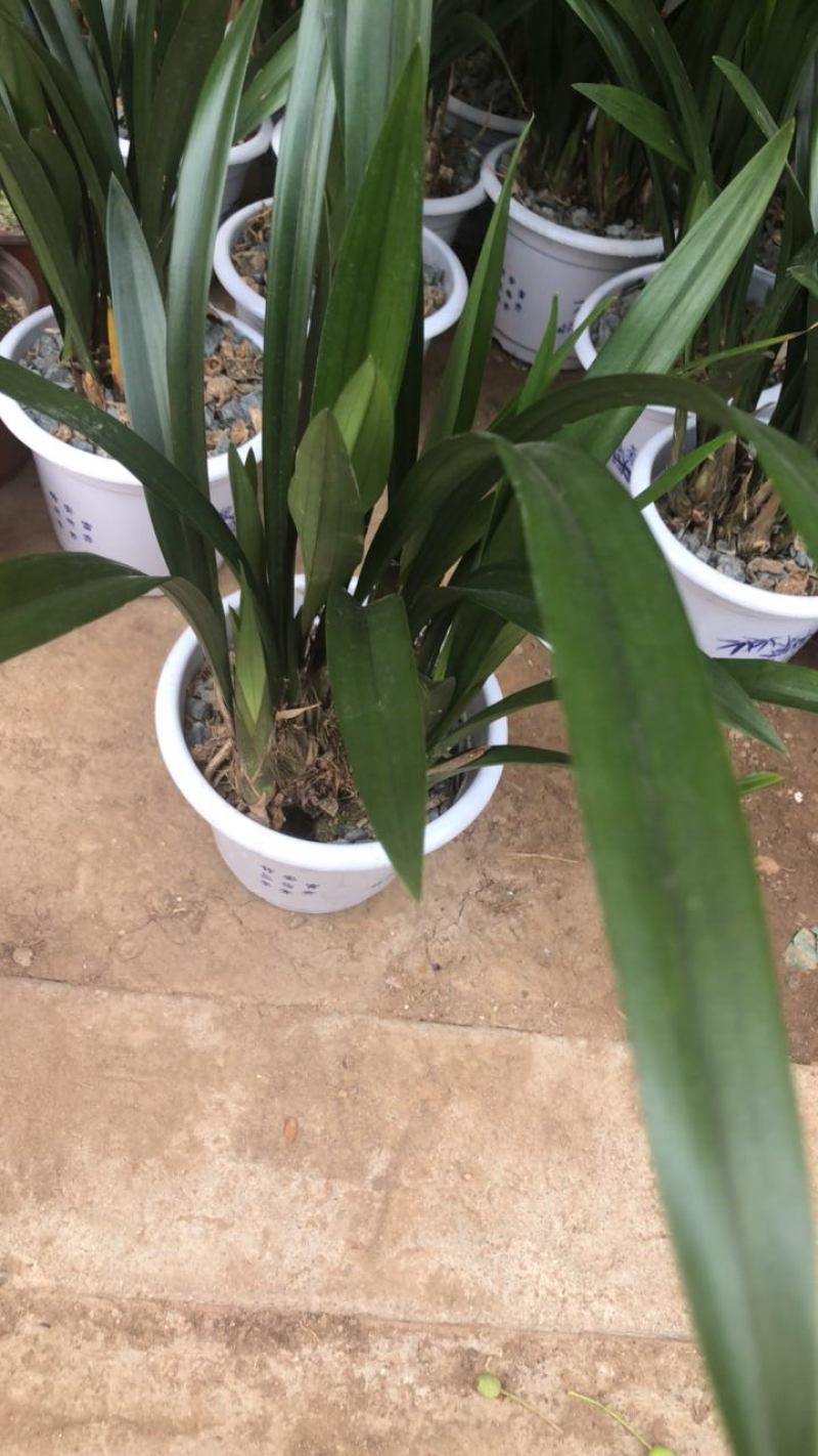 墨兰盆栽室内花卉绿植浓香型客厅办公室兰花植物盆景兰花类