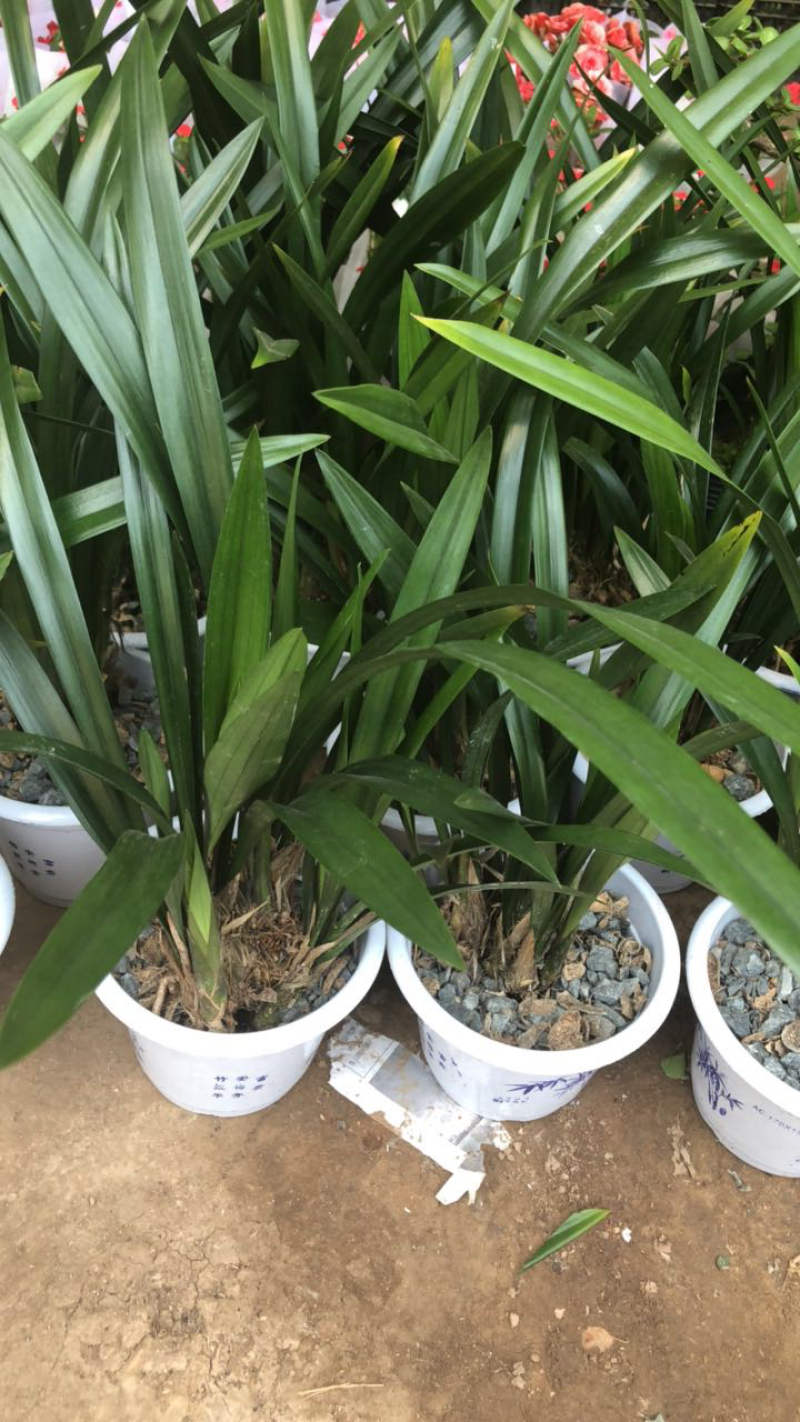 墨兰盆栽室内花卉绿植浓香型客厅办公室兰花植物盆景兰花类