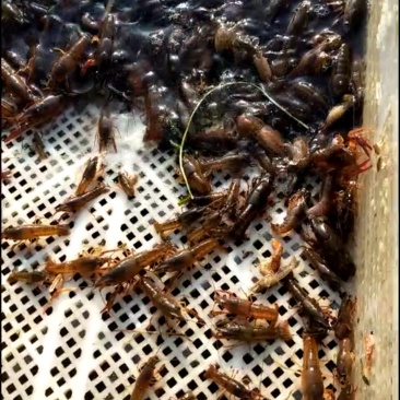 塘口直销，每天万斤龙虾苗