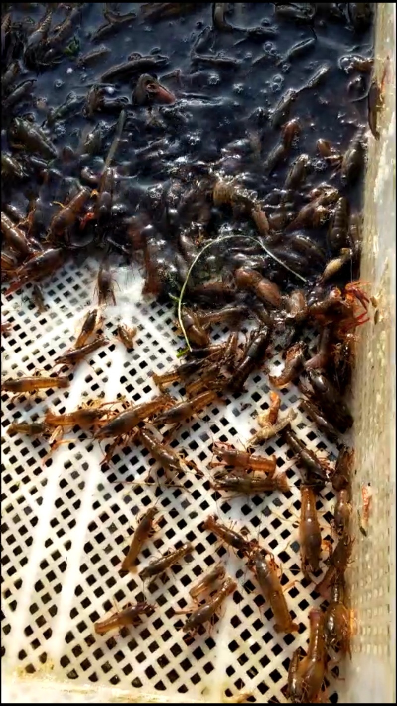 塘口直销，每天万斤龙虾苗