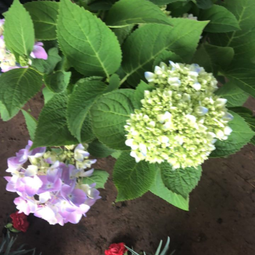 无尽夏八仙花绣球花苗盆栽花卉观花老桩花宝四季开花室外
