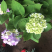 无尽夏八仙花绣球花苗盆栽花卉观花老桩花宝四季开花室外