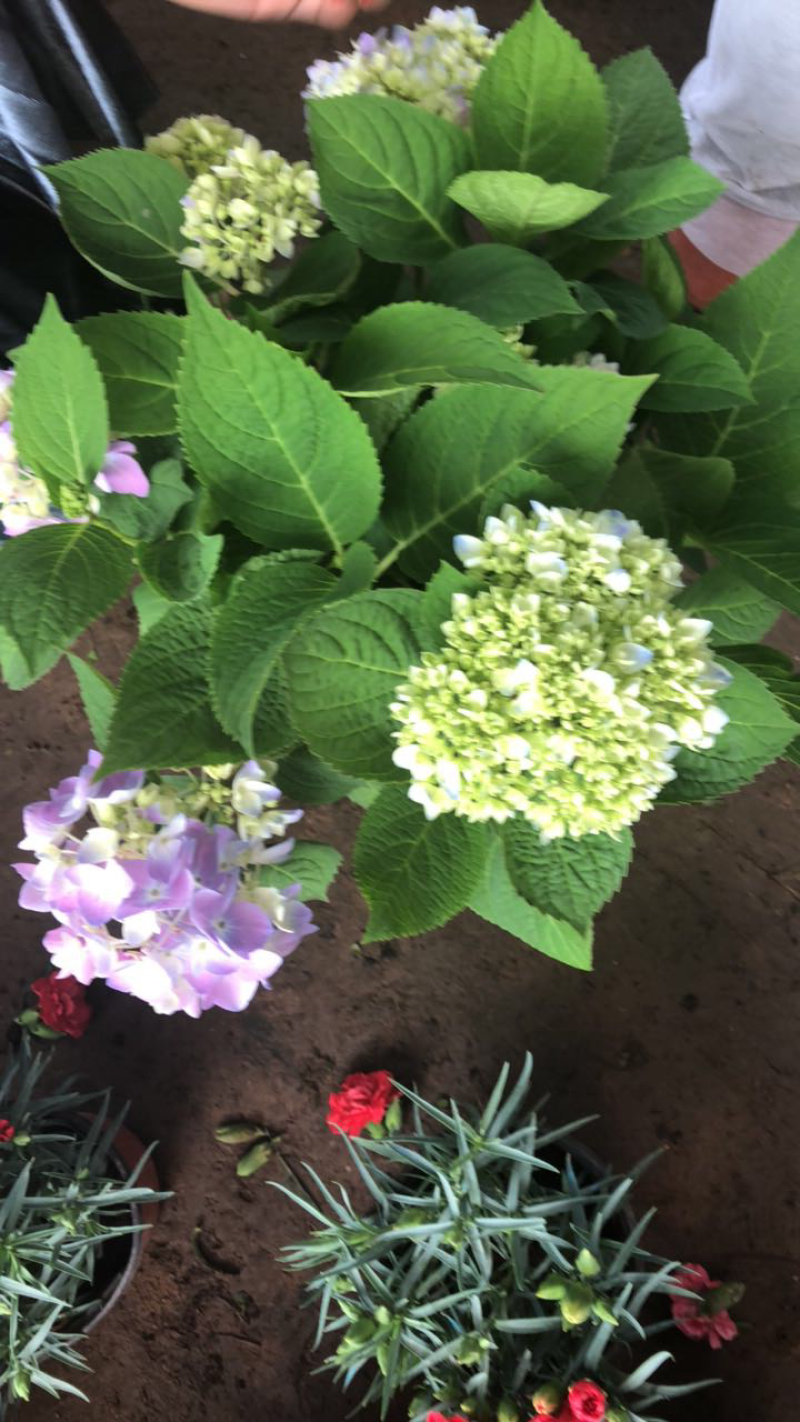 无尽夏八仙花绣球花苗盆栽花卉观花老桩花宝四季开花室外