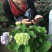 无尽夏八仙花绣球花苗盆栽花卉观花老桩花宝四季开花室外