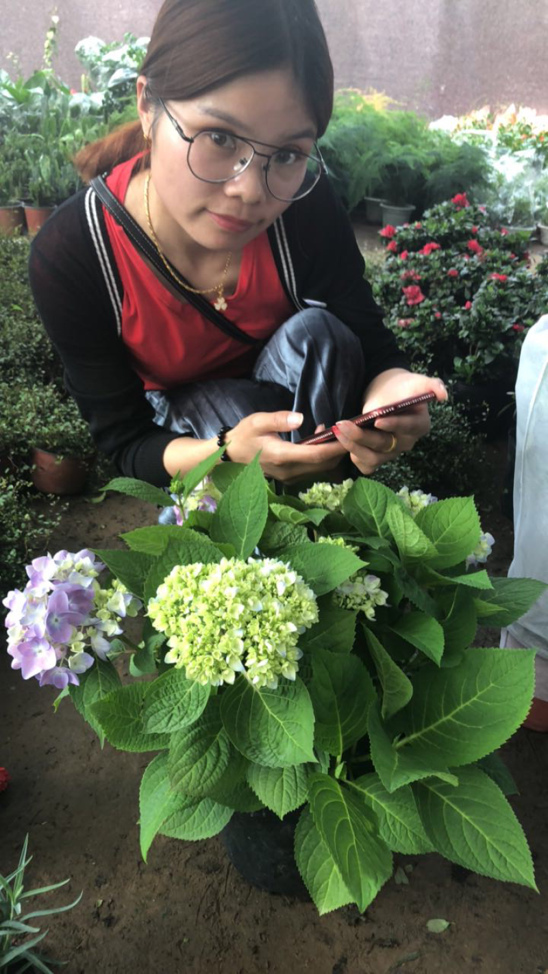 无尽夏八仙花绣球花苗盆栽花卉观花老桩花宝四季开花室外
