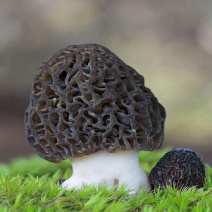 营养美味羊肚菌大凉山特产来自大山深处的绿水青山