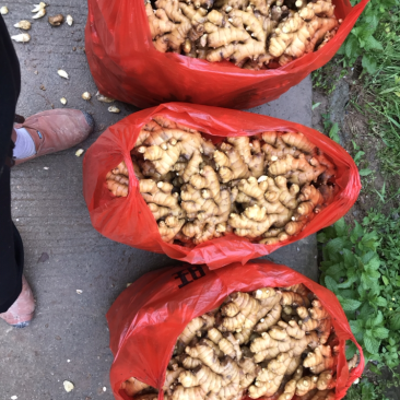 特级水洗姜