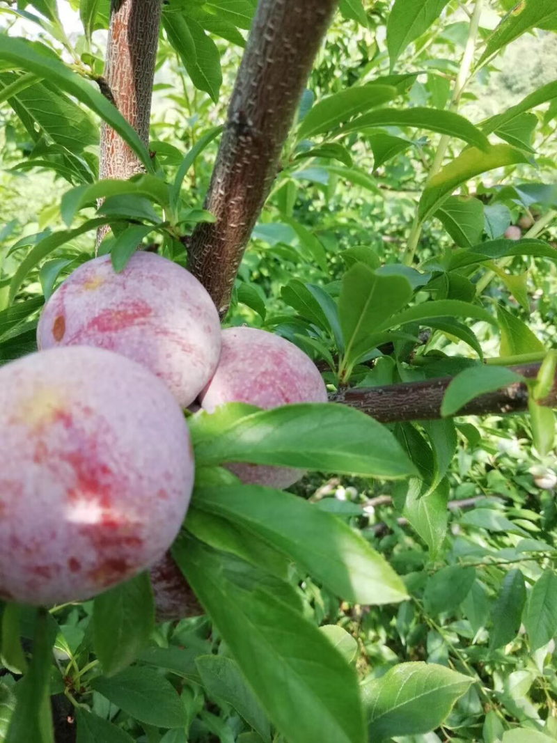 贺州正宗三华李芙蓉李早李一手货源，厂地直销大量批发