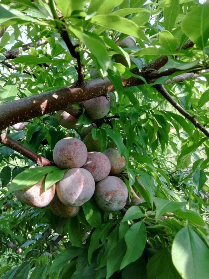 贺州正宗三华李芙蓉李早李一手货源，厂地直销大量批发