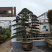 五针松盆景,进口五针松,日本五针松盆景,五针松小苗