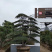 五针松盆景,进口五针松,日本五针松盆景,五针松小苗