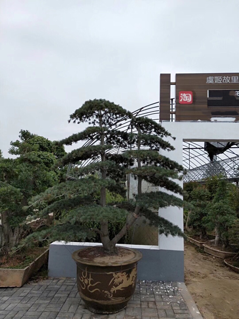 五针松盆景，进口五针松，日本五针松盆景，五针松小苗
