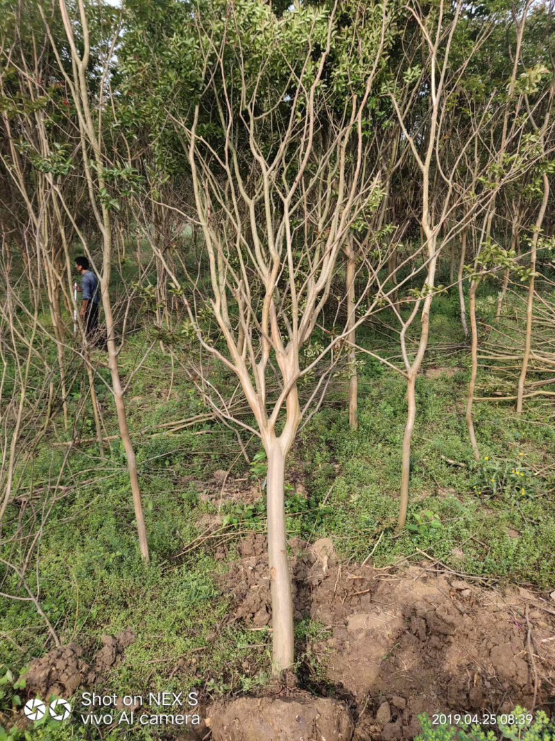 紫薇，15公分紫薇，13公分紫薇，12公分紫薇，紫薇小苗