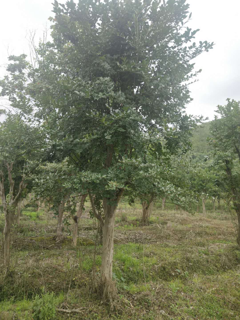 紫薇桩，嫁接紫薇桩，紫薇盆景，紫薇地景，紫薇树