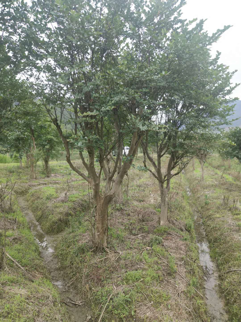 紫薇桩，嫁接紫薇桩，紫薇盆景，紫薇地景，紫薇树