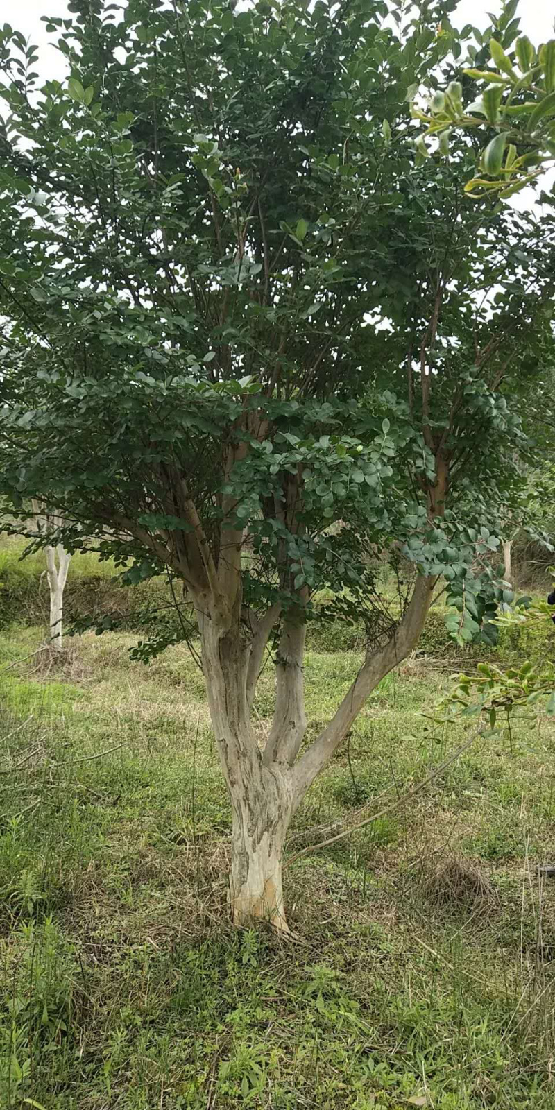 紫薇桩，嫁接紫薇桩，紫薇盆景，紫薇地景，紫薇树
