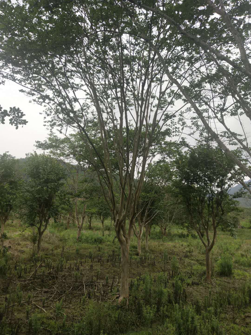 紫薇桩，嫁接紫薇桩，紫薇盆景，紫薇地景，紫薇树