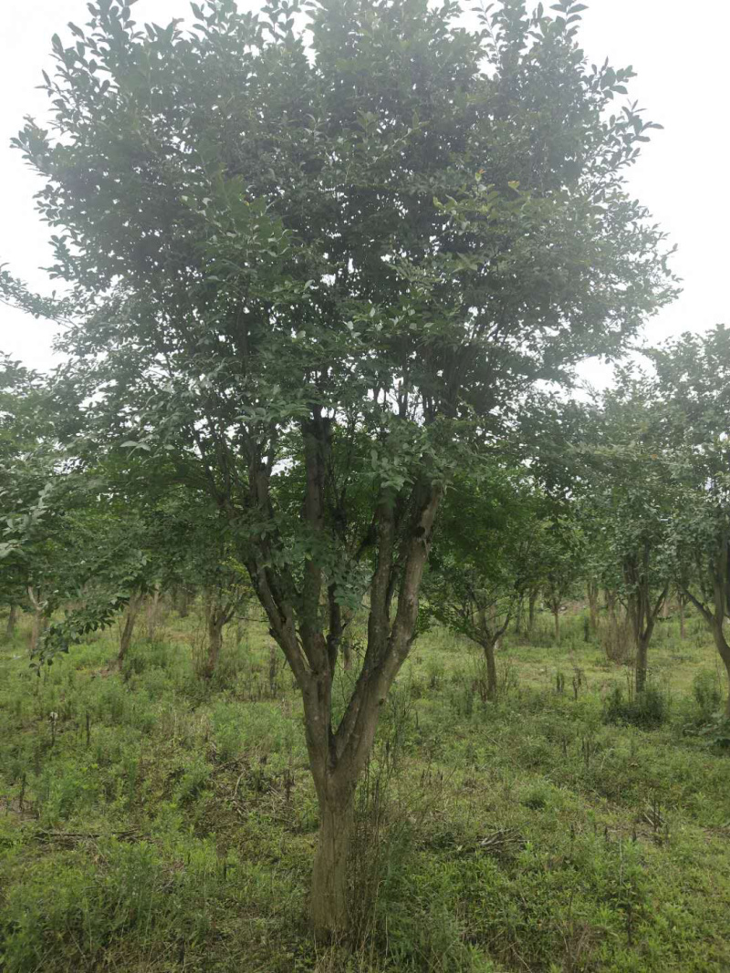 紫薇桩，嫁接紫薇桩，紫薇盆景，紫薇地景，紫薇树