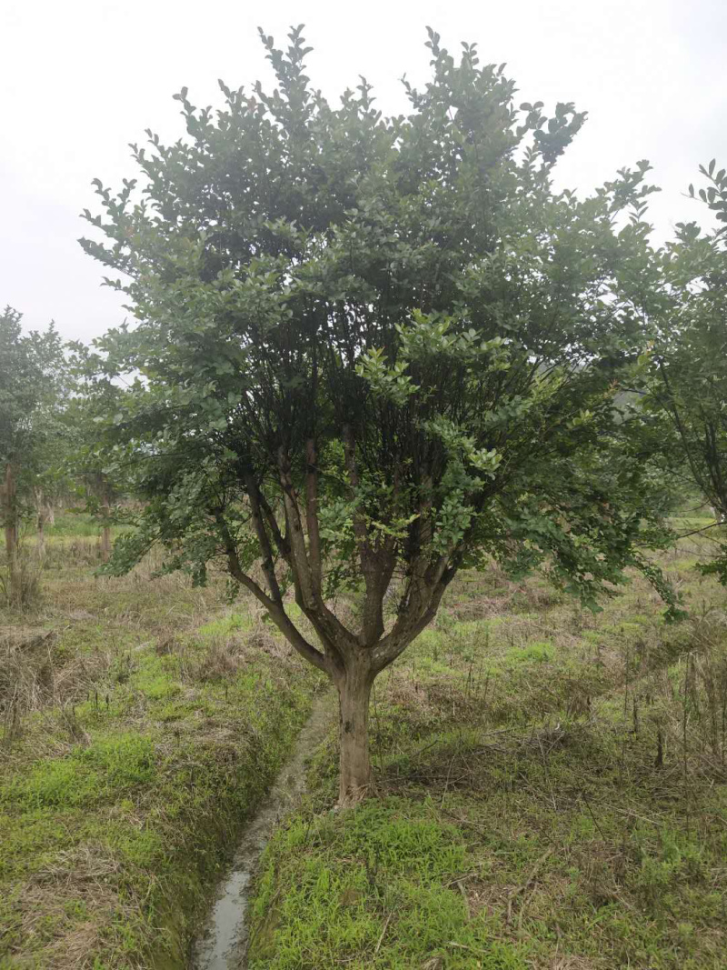 紫薇桩，嫁接紫薇桩，紫薇盆景，紫薇地景，紫薇树