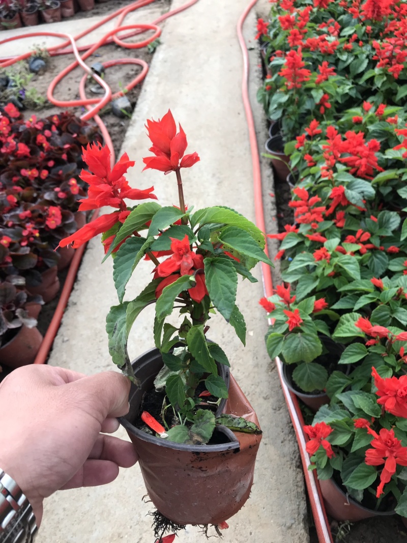 时令花卉，时令花草，地被植物，草花地被，草花种植