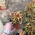 时令花卉，时令花草，地被植物，草花地被，草花种植