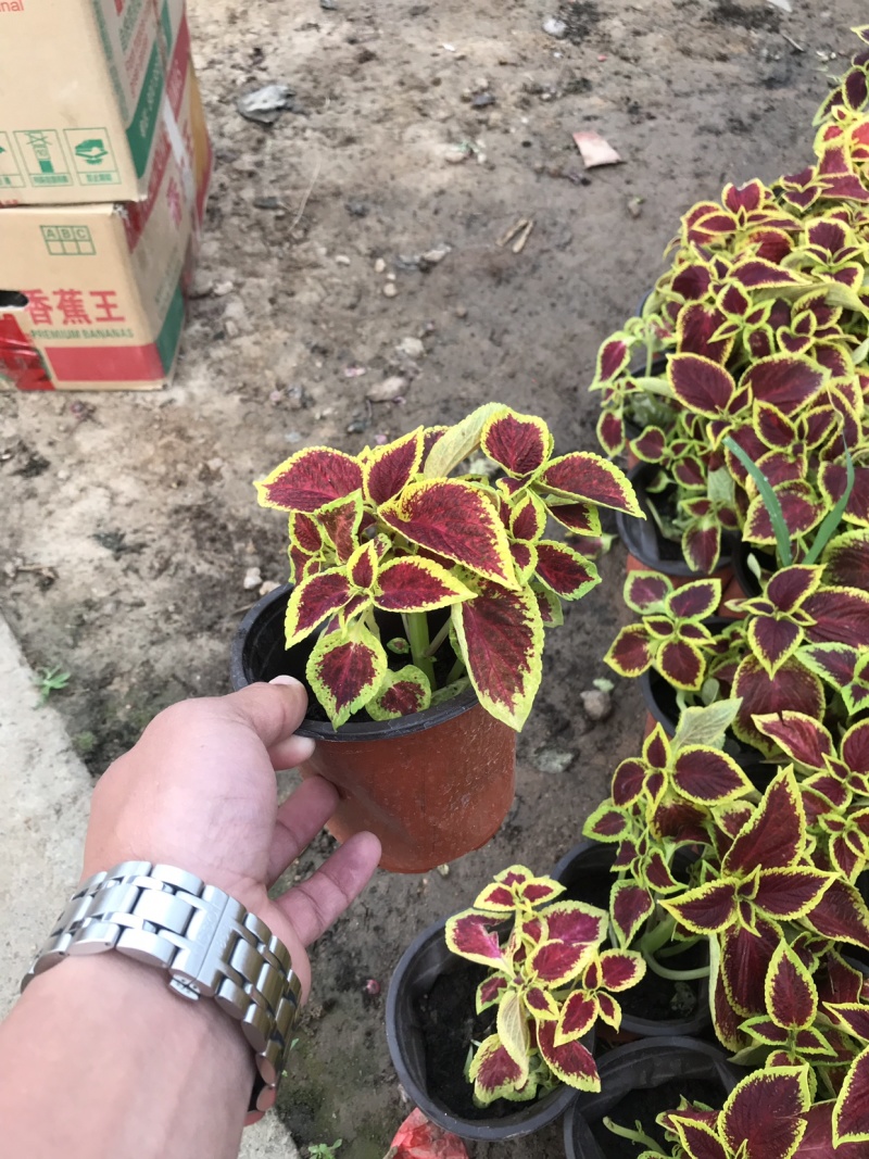 时令花卉，时令花草，地被植物，草花地被，草花种植