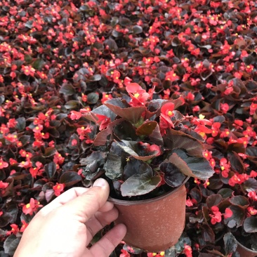 时令花卉，时令花草，地被植物，草花地被，草花种植