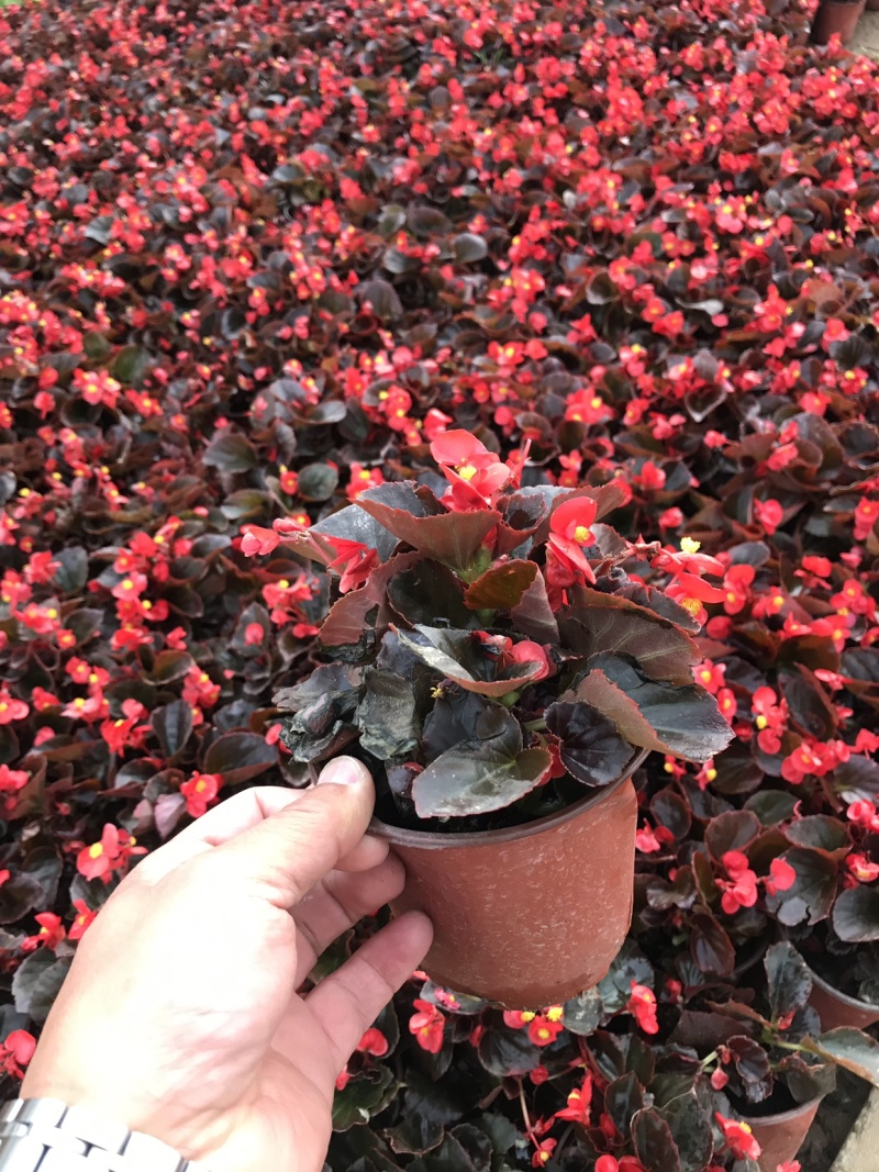 时令花卉，时令花草，地被植物，草花地被，草花种植