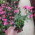 时令花卉，时令花草，地被植物，草花地被，草花种植