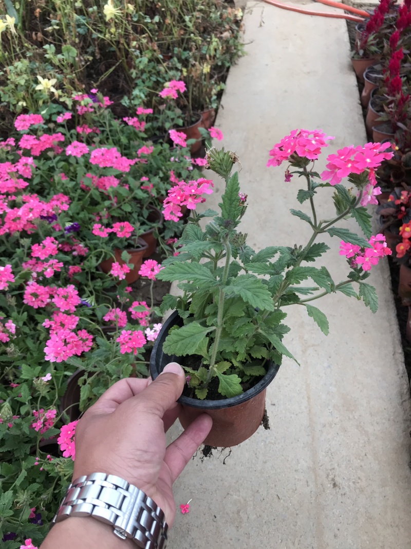 时令花卉，时令花草，地被植物，草花地被，草花种植