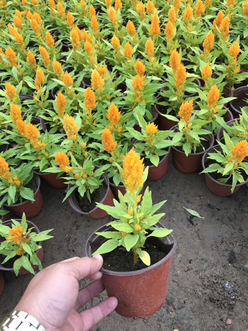 时令花卉，时令花草，地被植物，草花地被，草花种植