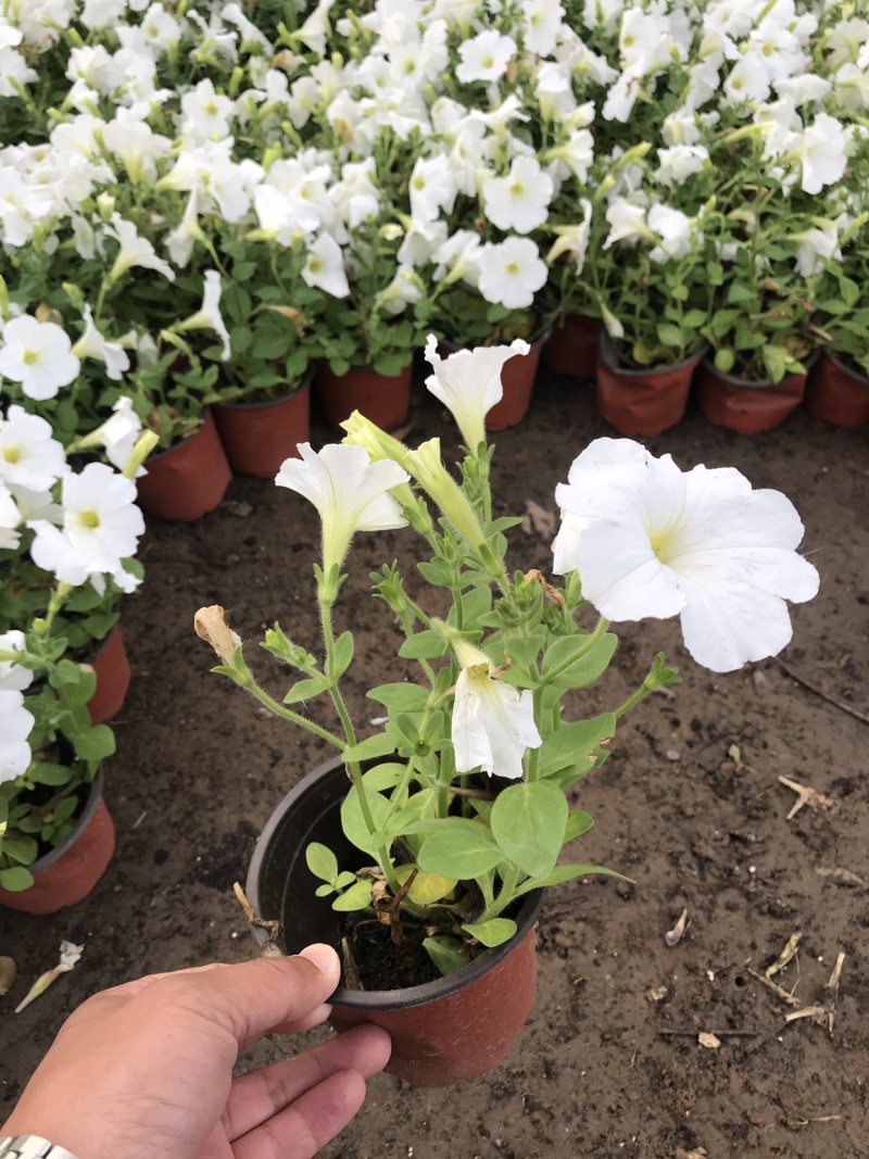 时令花卉，时令花草，地被植物，草花地被，草花种植