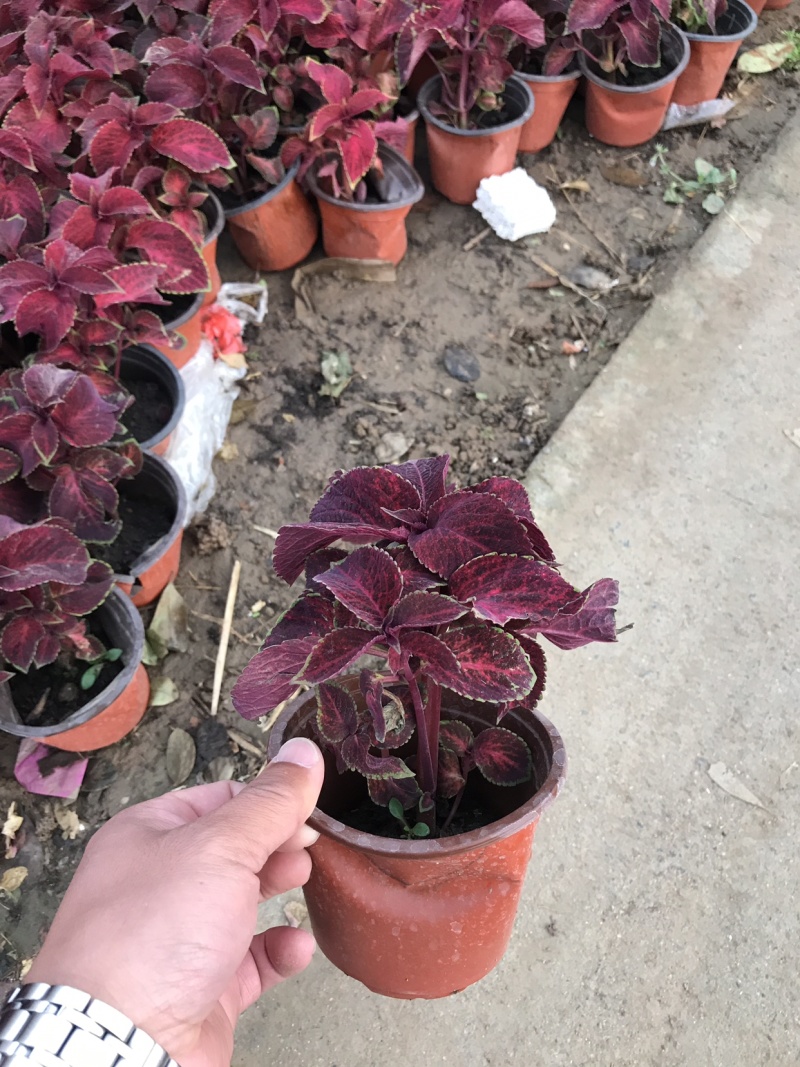 时令花卉，时令花草，地被植物，草花地被，草花种植