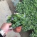 时令花卉，时令花草，地被植物，草花地被，草花种植