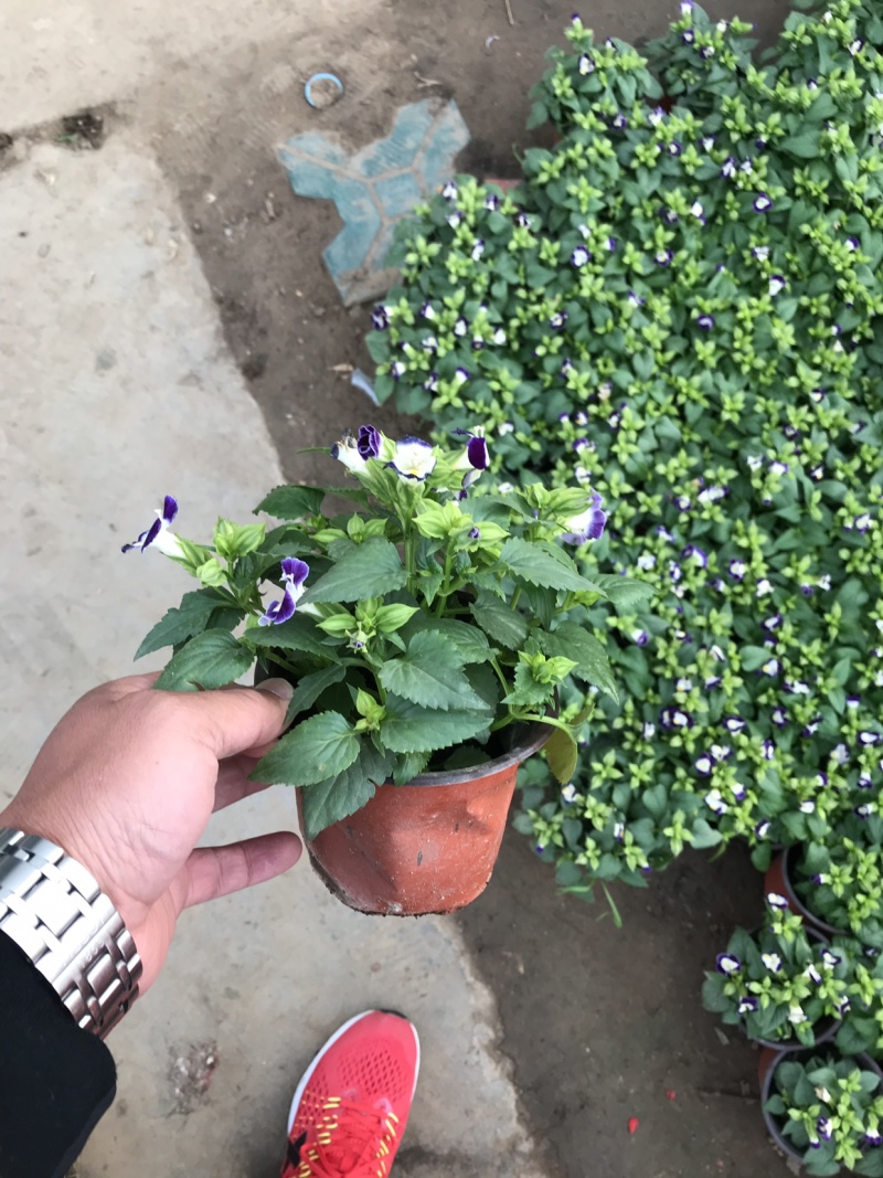 时令花卉，时令花草，地被植物，草花地被，草花种植