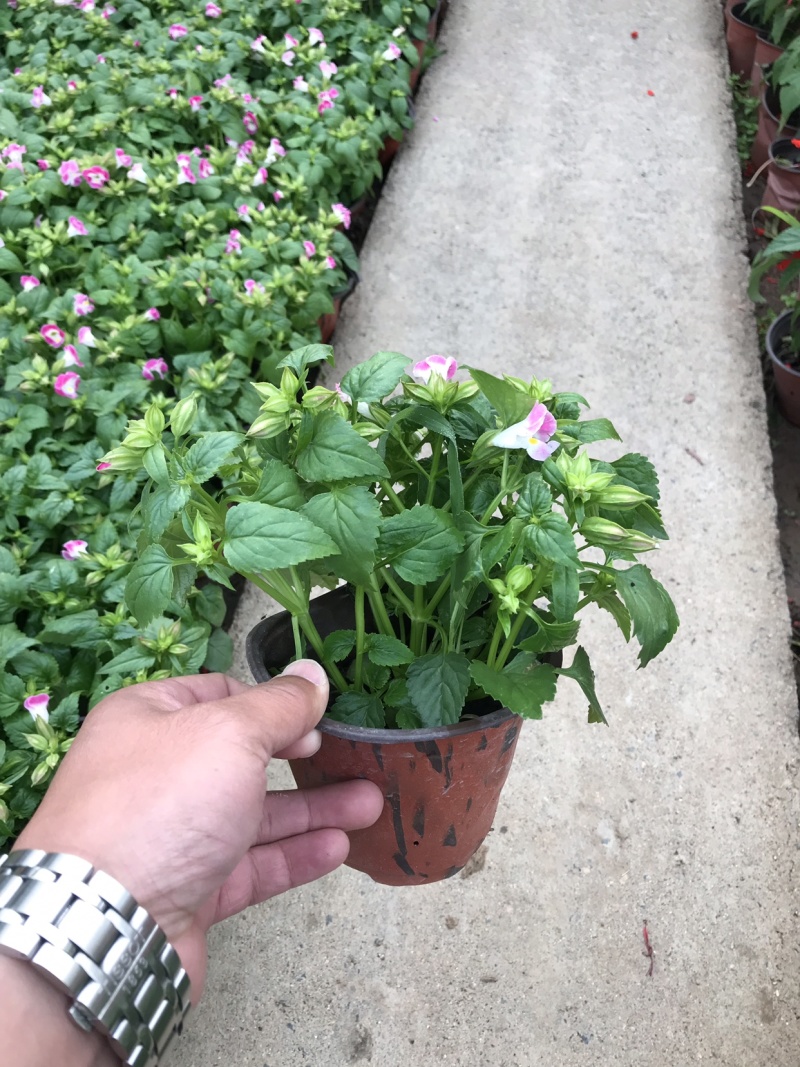 时令花卉，时令花草，地被植物，草花地被，草花种植