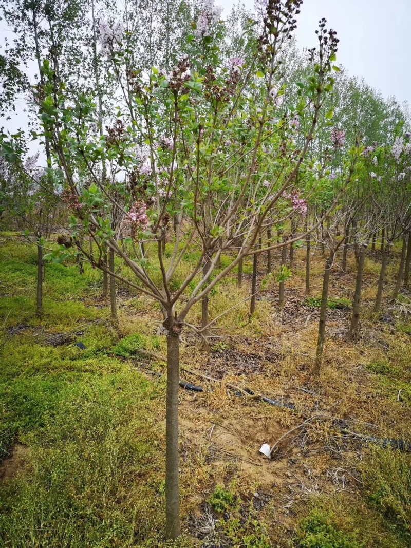 紫丁香，丛生丁香，8公分丁香，10公分丁香，丁香花