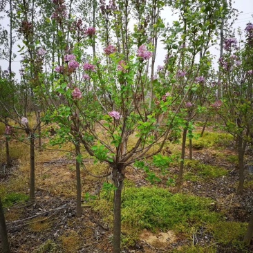 紫丁香，丛生丁香，8公分丁香，10公分丁香，丁香花