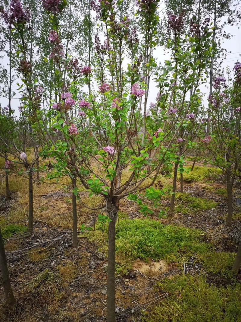 紫丁香，丛生丁香，8公分丁香，10公分丁香，丁香花