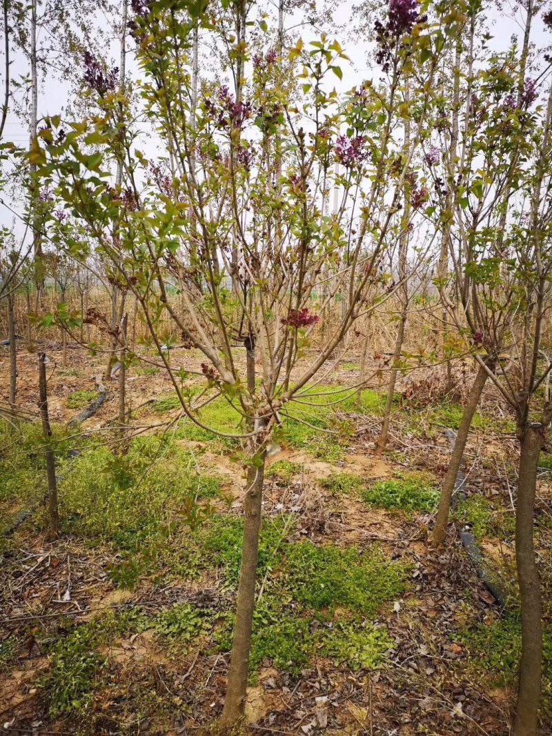 紫丁香，丛生丁香，8公分丁香，10公分丁香，丁香花