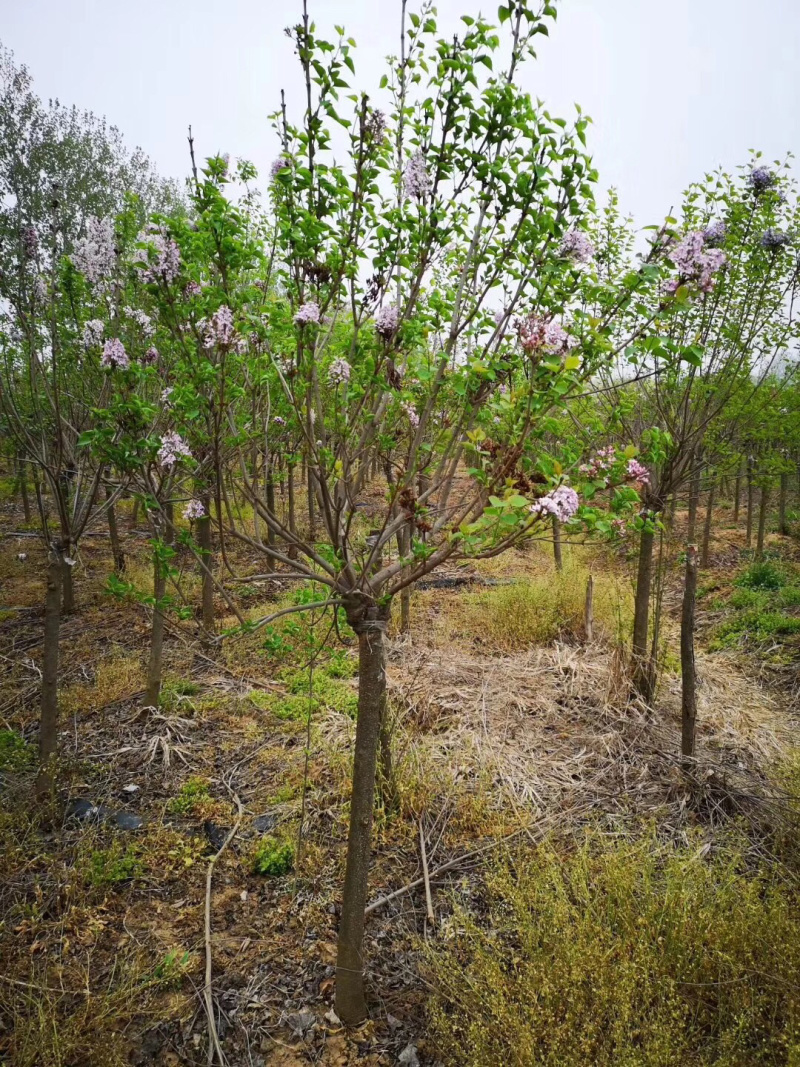 紫丁香，丛生丁香，8公分丁香，10公分丁香，丁香花