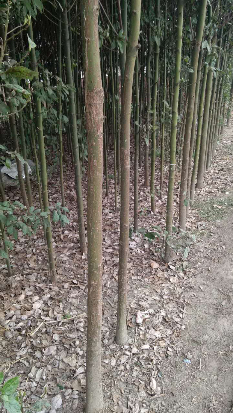 香樟3-5公分长期供应