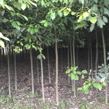 香樟3-5公分长期供应