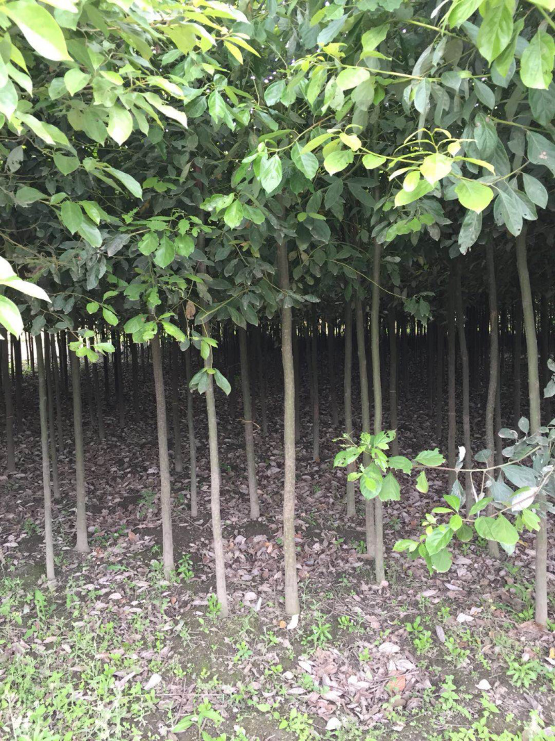 香樟3-5公分长期供应