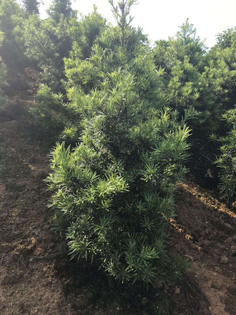 罗汉松造型素材