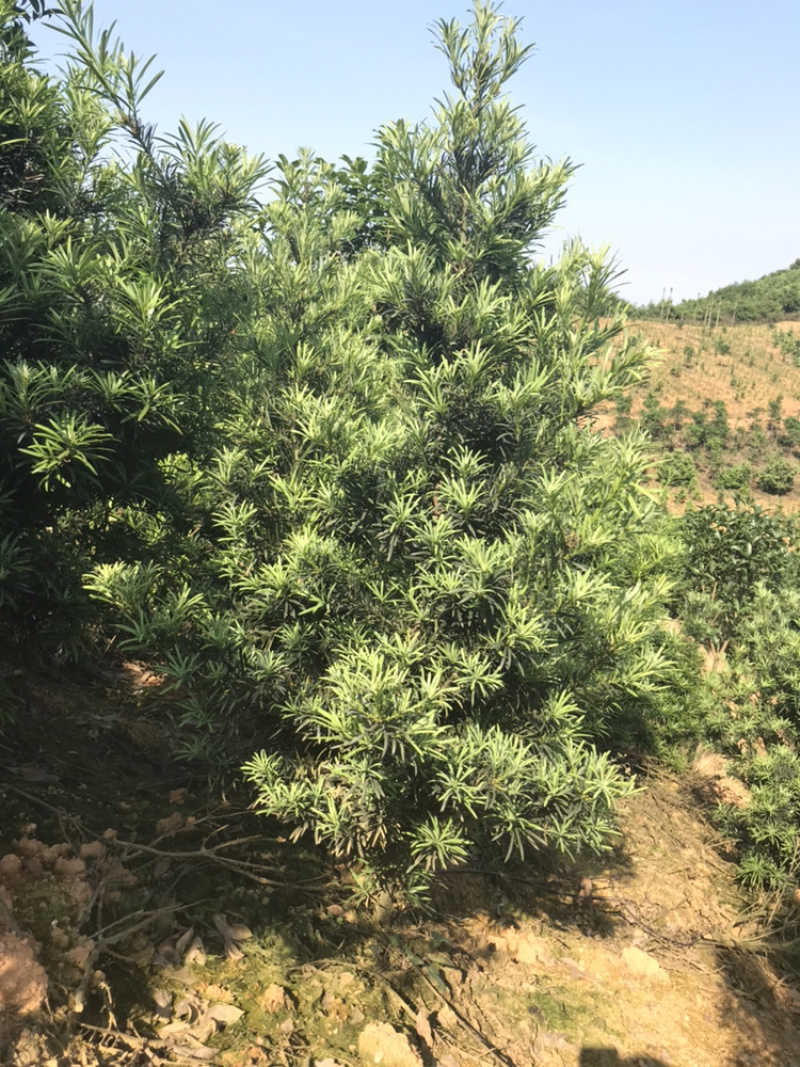 罗汉松造型素材